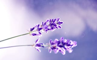 Картинка лаванда, стебельки, цветы, фиолетовый, растения, сиреневый, цвет, макро
