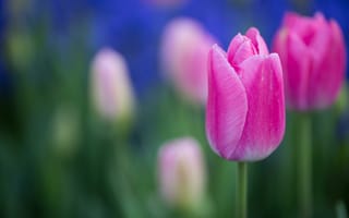 Картинка цветы, весна, розовые, клумба, тюльпаны