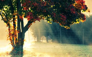 Обои Природа, солнечный свет, осень, дерево, изгородь