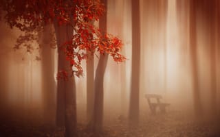 Картинка осень, туман, скамья