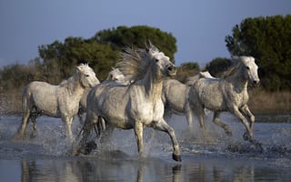 Обои кони, природа, река
