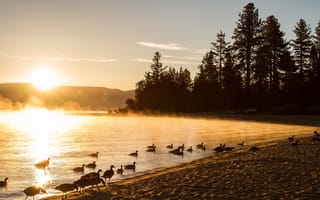Картинка утро, природа, утки, озеро, туман, пейзаж
