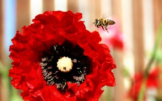 Картинка цветок, природа, лепестки, лето, пчела