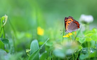 Картинка бабочка, трава, капли, метелик, цветы