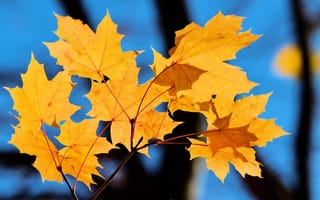 Картинка осень, листья, макро, клен