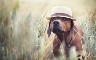 Картинка пес, шляпа, лето, друг, поле