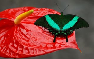 Картинка цветок, крылья, бабочка, узор