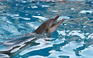 Обои животные, дельфин, море