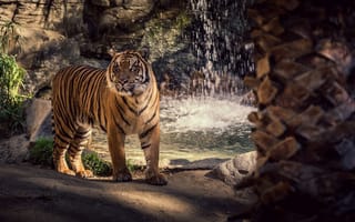 Картинка тигр, дикая кошка, полоски, хищник, морда