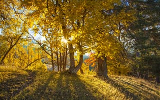 Картинка осень, деревья, желтые, листья, лучи солнца, лес