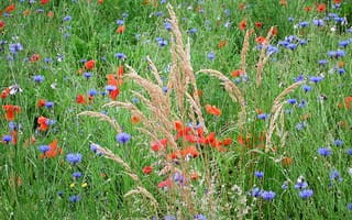 Картинка поле, луг, растение, цветы, трава