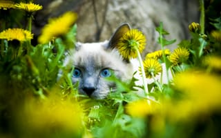 Картинка кошка, кот, морда, одуванчики, взгляд, цветы