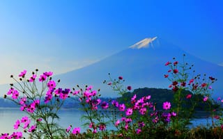 Обои fuji, Фудзияма, гора, цветы, Япония, небо