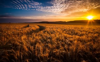 Картинка поле, закат, колосья, пшеница