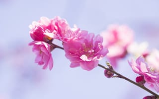 Картинка ветка, весна, розовые цветы, цветки, цветение