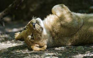 Картинка львёнок, ©Tambako The Jaguar, кошка, тень, котёнок, детёныш, лев, отдых
