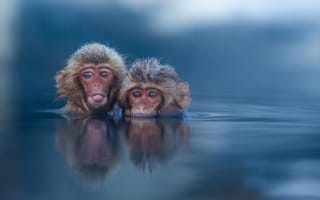 Картинка обезьяны, вода, природа