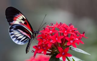 Обои бабочка, мотылек, цветок, крылья