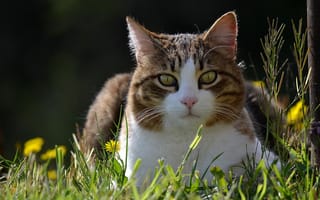 Обои кошка, весна, трава, одуванчики