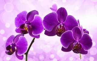 Картинка цветы, орхидея, цветение, сиреневая