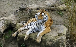 Обои тигр, отдых, бревно, камень, амурский, кошка