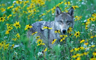 Картинка дикий луг, желтые цветы, хищник, серый волк, взгляд