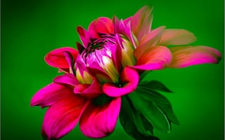 Картинка dahlia, лепестки, георгин, цветок