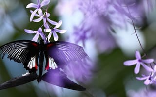 Обои бабочки, фиолетовый, цветы