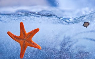 Картинка морская звезда, море, вода