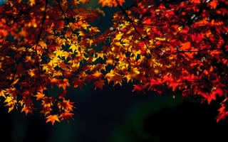 Картинка природа, желтые, красные, осень, время года, листья