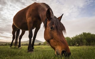 Обои конь, трава, природа