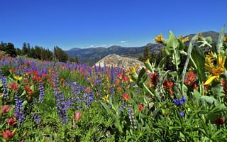Картинка Eldorado National Forest, луг, цветы, Калифорния, California, Sierra Nevada, горы, Сьерра-Невада