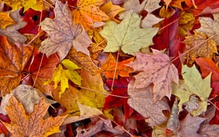 Обои листья, клен, природа, осень