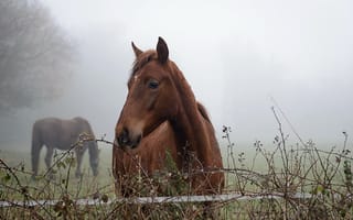 Обои кони, утро, природа, туман