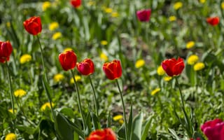 Картинка весна, зелёное, красное, тюльпаны