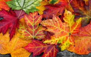 Обои autumn, осенние, colorful, дерево, листья, leaves