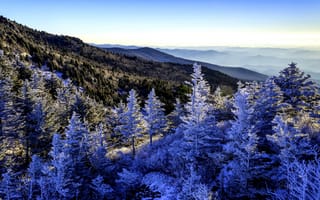 Обои зима, деревья, горы, леса, панорама, снег