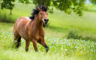 Картинка лошадь, зелень, бег