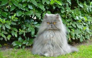 Картинка персидский кот, кусты, перс, важный, кот, пушистый