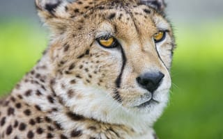 Картинка гепард, морда, кошка, ©Tambako The Jaguar