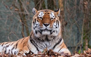 Картинка тигр, листья, дикая кошка, лежит, осень, хищник, отдых, морда