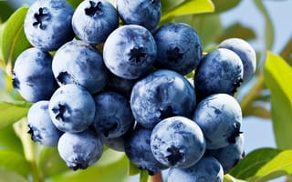 Картинка blueberry, ягоды, черника, berries, fresh, голубика