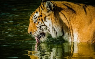 Обои тигр, профиль, водоем, язык, хищник, дикая кошка, морда