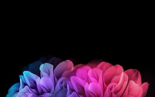 Картинка LG G Flex 2, лепестки, LG, цветы