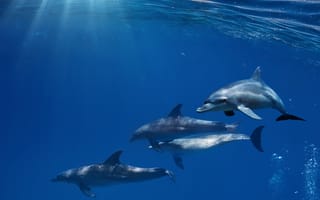 Картинка dolphins, blue, океан, sunshine, дельфины, underwater, ocean, sea