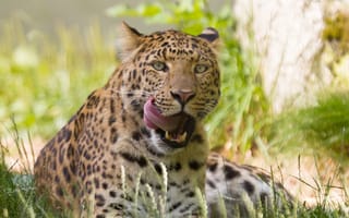 Картинка леопард, амурский, кошка, трава, язык