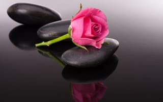 Картинка камешек, pink rose, stone, Bud, цветок, flower, розовая розочка, бутон