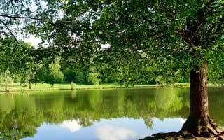 Картинка парк, пруд, дерево