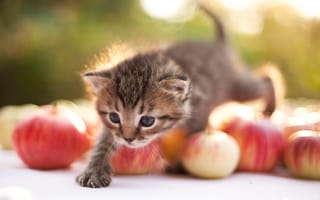 Картинка котёнок, шагает, яблоки