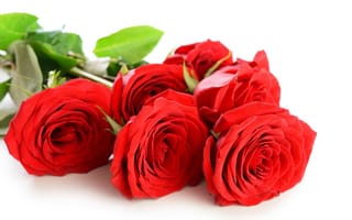 Обои цветы, красные розы, розы, лепестки